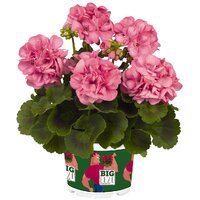 Зональная, кустовая пеларгония (герань) Big EEZY Pink